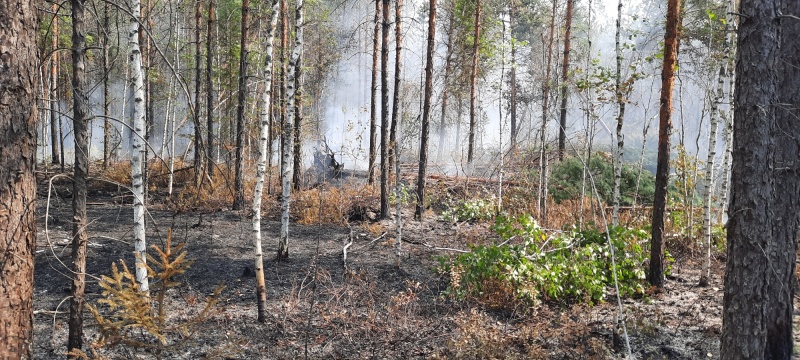 lesnoy pozhar v alatyrskom rayone respubliki lokalizovan 16286754421443474705 800x800