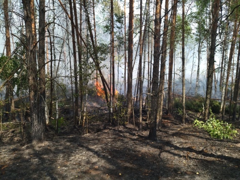 lesnoy pozhar v alatyrskom rayone respubliki lokalizovan 1628675442544312635 800x800